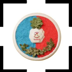 دیشگاردن ساکولنت کد 114