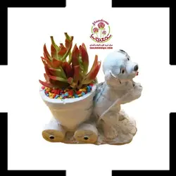 ساکولنت کراسولا آتشین در گلدان بتنی سگ