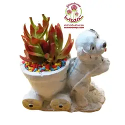 ساکولنت کراسولا آتشین در گلدان بتنی سگ