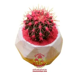 کاکتوس اچینو در گلدان بتنی چند وجهی