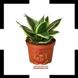 سانسوریا پاکوتاه لب طلایی