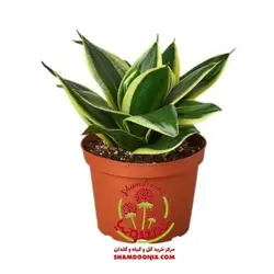 سانسوریا پاکوتاه لب طلایی