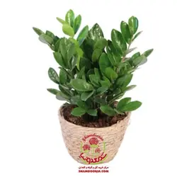 گیاه زامیفولیا