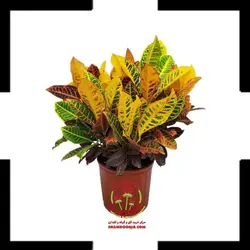 گیاه کروتن