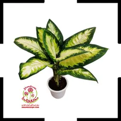 گیاه دیفن کاملیا