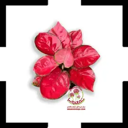 گیاه آگلونما کلاسیک