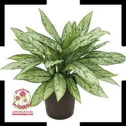 گیاه آگلونما کلاسیک