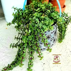 کراسولا خرفه