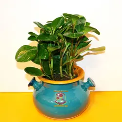 گیاه قاشقی ( پپرومیا )