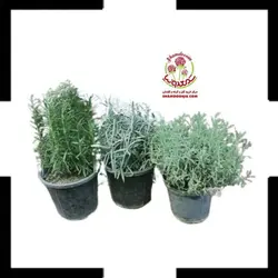 گیاهان دارویی دمنوشی