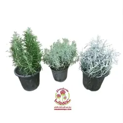 گیاهان دارویی دمنوشی