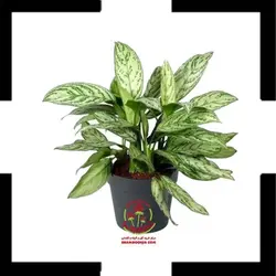 آگلونما کلاسیک