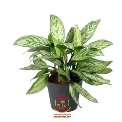 آگلونما کلاسیک