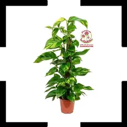 گیاه پتوس خزه دار