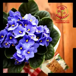 بنفشه آفریقایی عشق