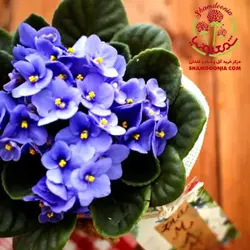 بنفشه آفریقایی عشق