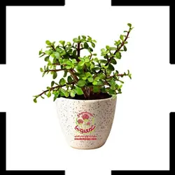 گیاه کراسولا خرفه
