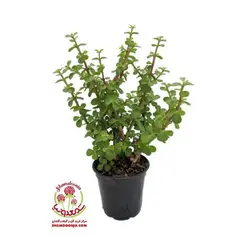 گیاه کراسولا خرفه