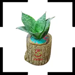 سانسوریا پاکوتاه در گلدان چوبی