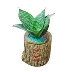 سانسوریا پاکوتاه در گلدان چوبی