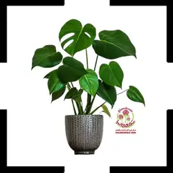 برگ انجیری مینیاتوری هلندی