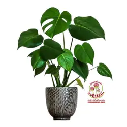 برگ انجیری مینیاتوری هلندی