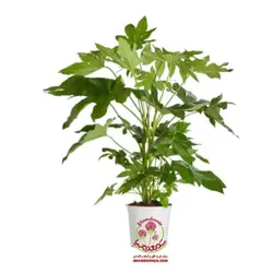 گیاه آرالیا