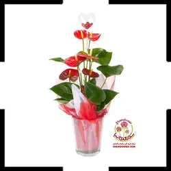 گیاه آنتوریوم هدیه به عشق