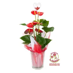 گیاه آنتوریوم هدیه به عشق