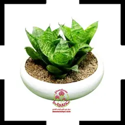 دیشگاردن سانسوریا پاکوتاه