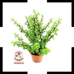 کراسولا خرفه