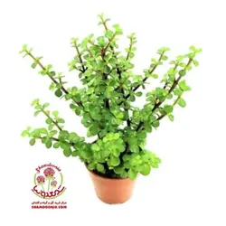 کراسولا خرفه