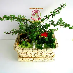 کراسولا خرفه