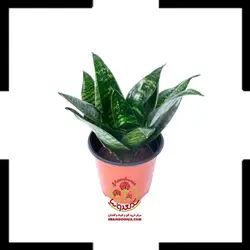 سانسوریا پاکوتاه در گلدان طرح چوب