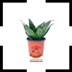 سانسوریا پاکوتاه در گلدان طرح چوب