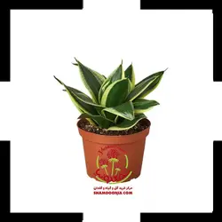 سانسوریا لب طلایی