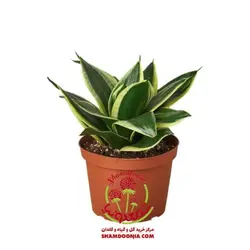 سانسوریا لب طلایی