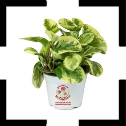 گیاه پپرومیا قاشقی ابلق