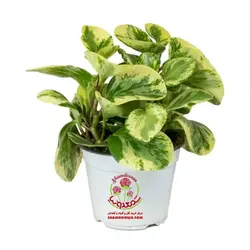 گیاه پپرومیا قاشقی ابلق