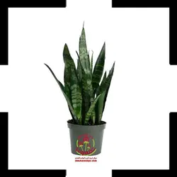 سانسوریا شمشیری سبز