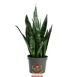 سانسوریا شمشیری سبز