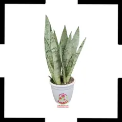 سانسوریا نقره ای ( سیلور )