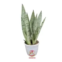 سانسوریا نقره ای ( سیلور )