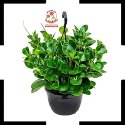 گیاه پپرومیا قاشقی سبز
