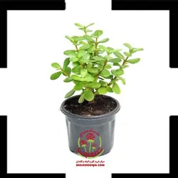 کراسولا خرفه در گلدان چوبی