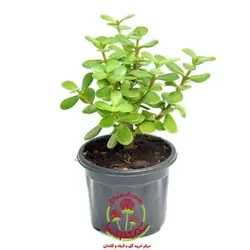 کراسولا خرفه در گلدان چوبی