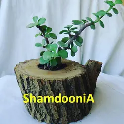 کراسولا خرفه در گلدان چوبی