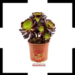 کاکتوس آئونیوم در گلدان چوبی سایز شش