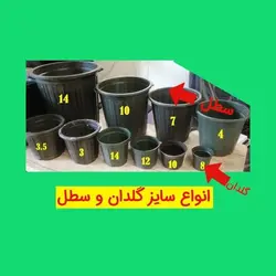 کاکتوس آئونیوم در گلدان چوبی سایز شش