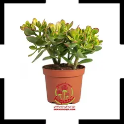 کاکتوس کراسولا در گلدان سفالی رنگی براق